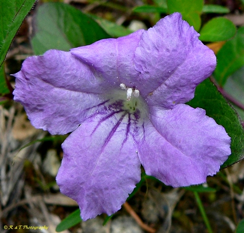{Ruellia humilis}